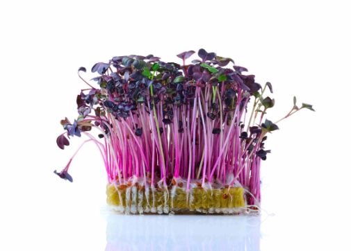 Микрозелень редиса красного фото 2